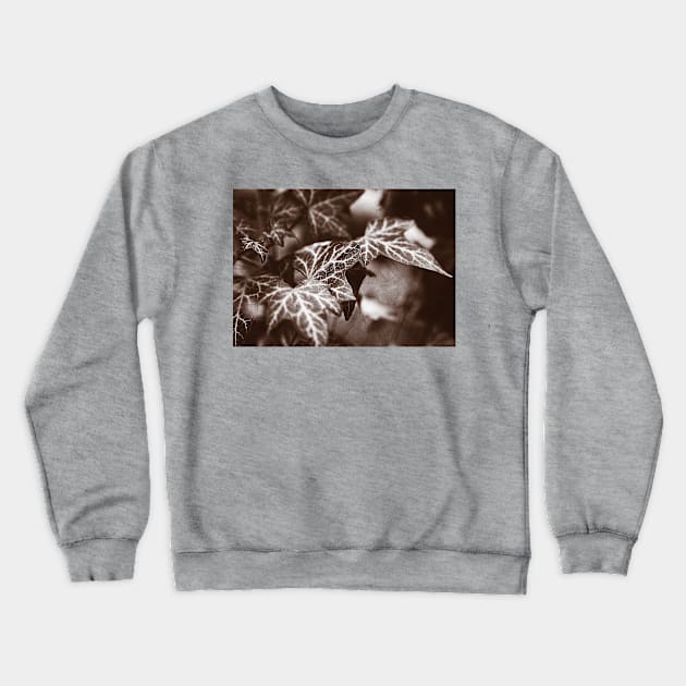 ‘White Lines’ - wild Ivy in sepia tones Crewneck Sweatshirt by sleepingdogprod